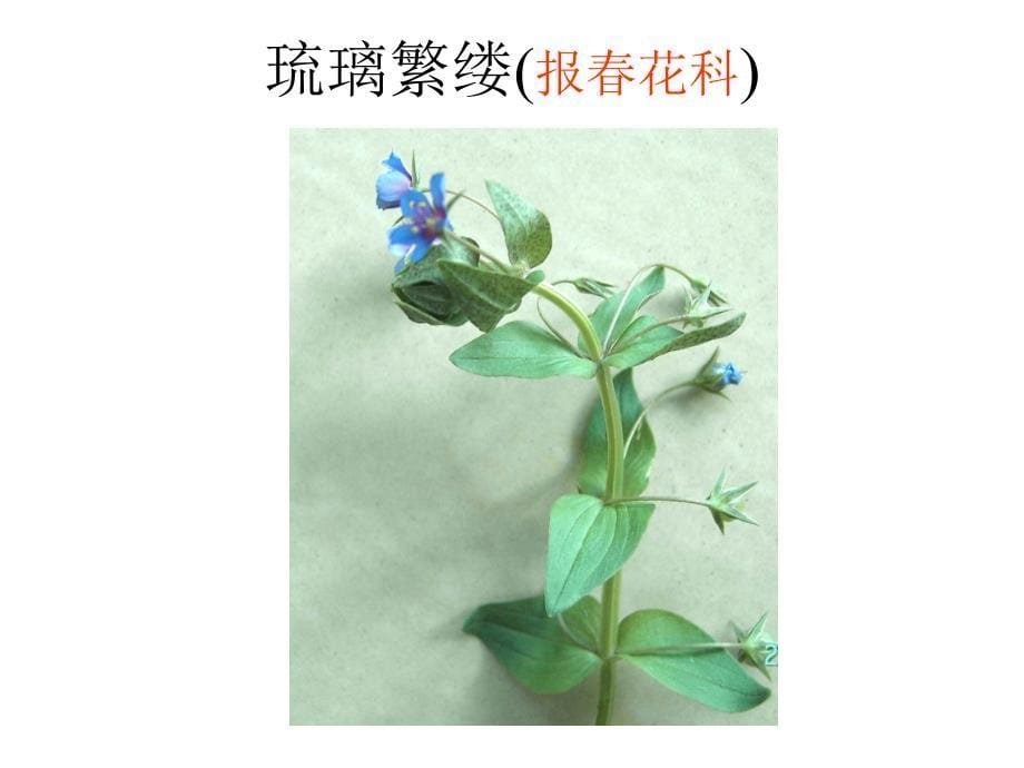 植物学教学课件：石竹目Caryophyllales_第5页