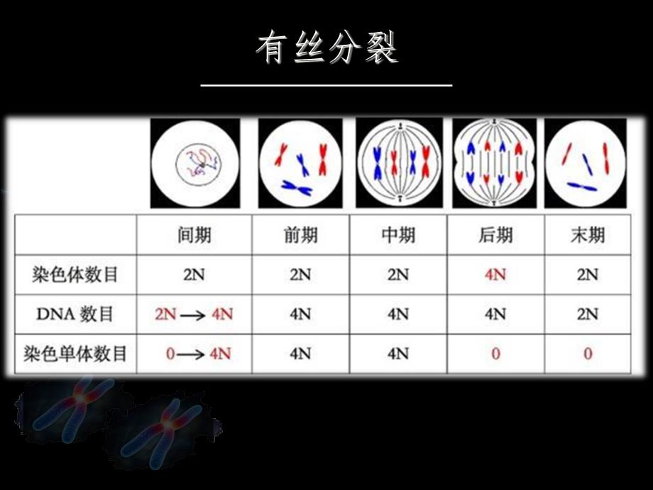 第一节减数中的染色体行为 (3)_第2页