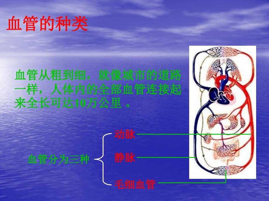 苏教版七年级下册生物第十章血液循环一_第2页