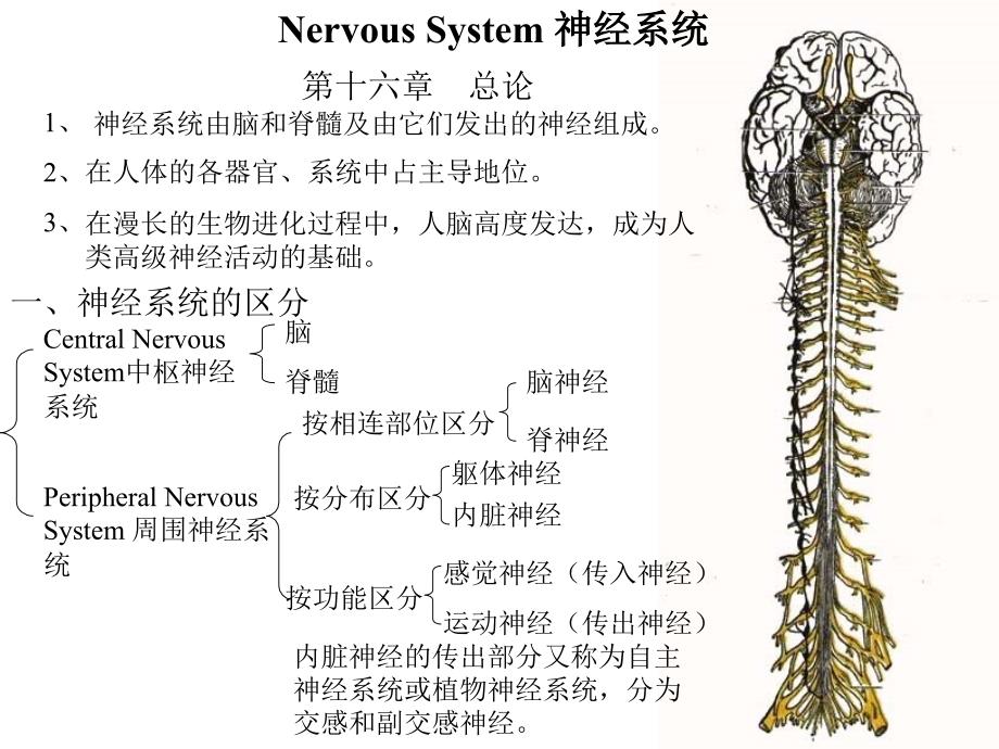 系统解剖学：脊神经_第1页