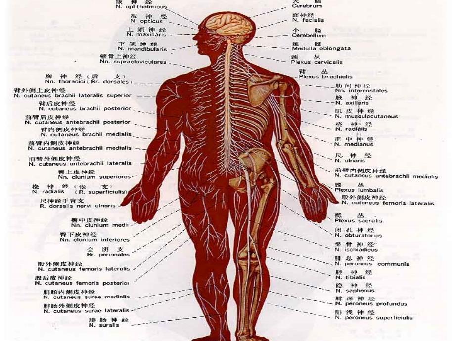 系统解剖学：脊神经_第2页