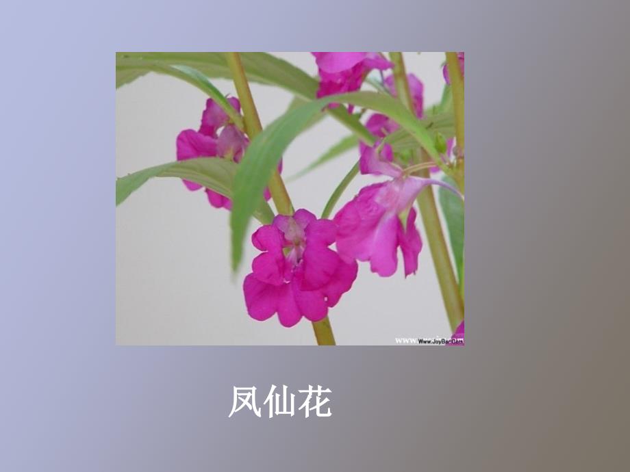 初一生物动物体的结构层次_第1页