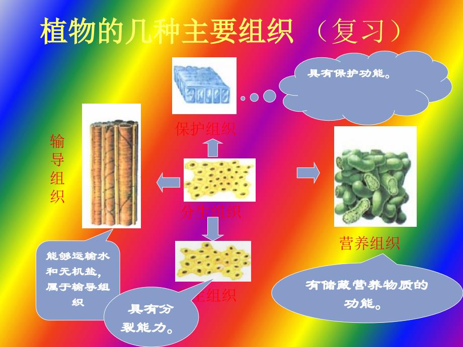 初一生物动物体的结构层次_第3页