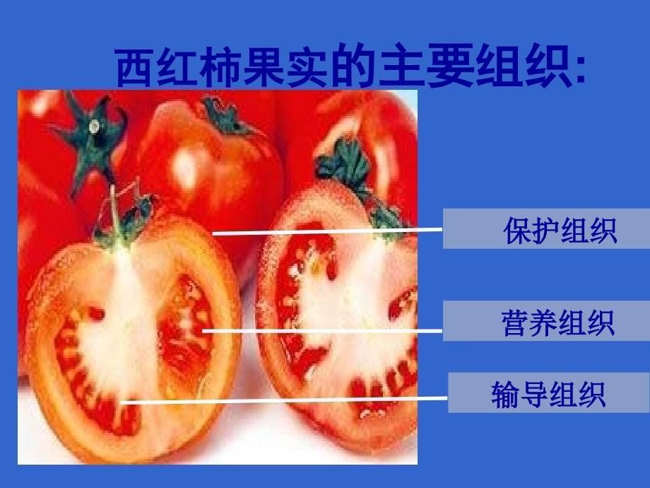 初一生物动物体的结构层次_第5页