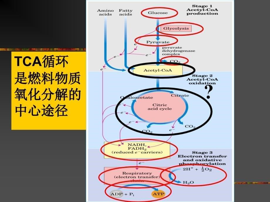 9糖代谢2TCAcycle_第5页