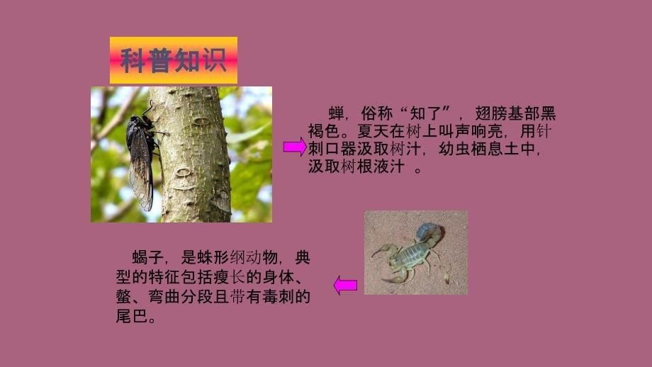 六年级上册语文22.表里的生物语文S版ppt课件_第5页