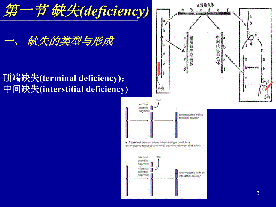 普通遗传学：第6章 染色体结构变异_第3页