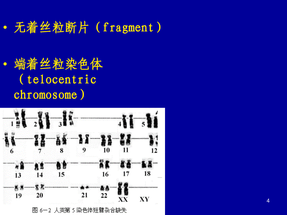 普通遗传学：第6章 染色体结构变异_第4页