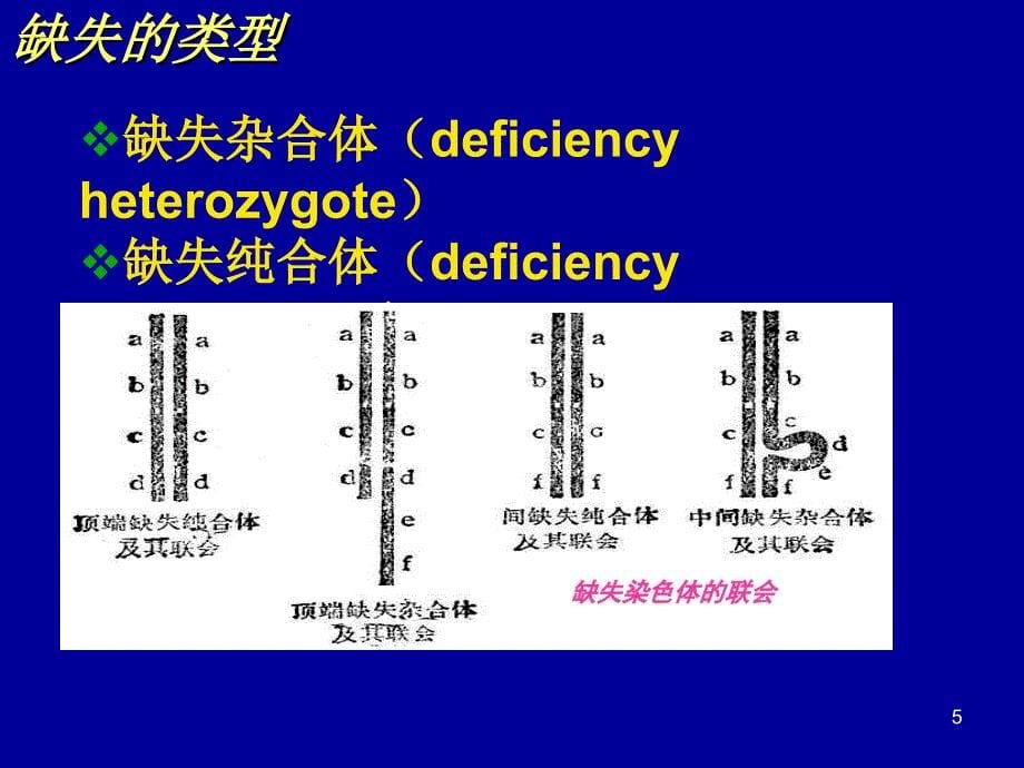 普通遗传学：第6章 染色体结构变异_第5页