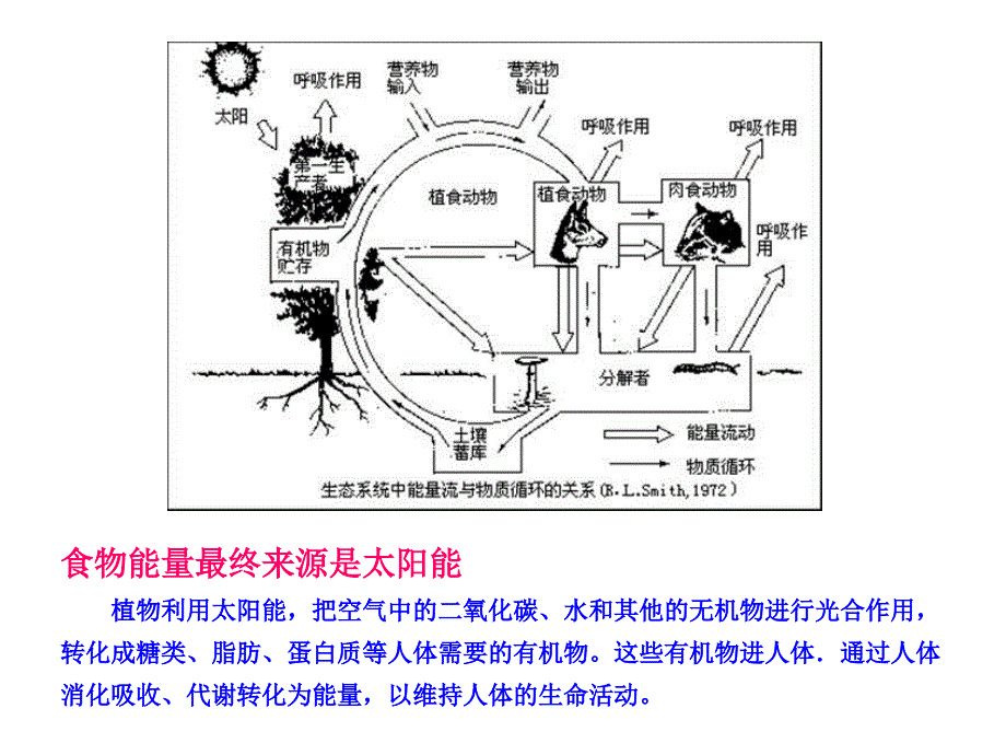 人体能量需求及必需营养素PowerPoint 演示文稿_第3页