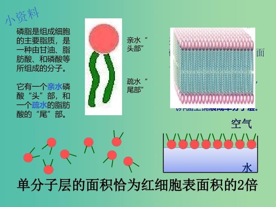 高中生物 第四章 第二节 生物膜的流动镶嵌模型课件 新人教版必修1.ppt_第5页