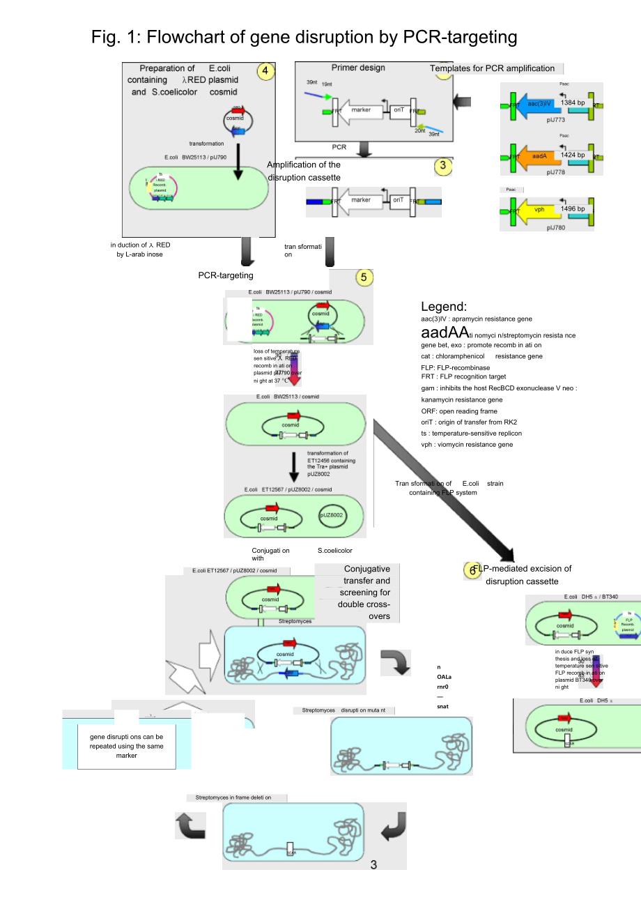 经典大肠杆菌基因敲除方法--之详细操作步骤_第3页