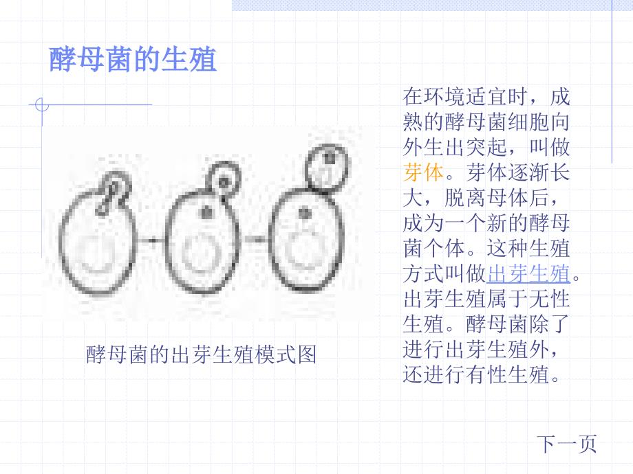 医学课件真菌的控制和利用课件_第4页