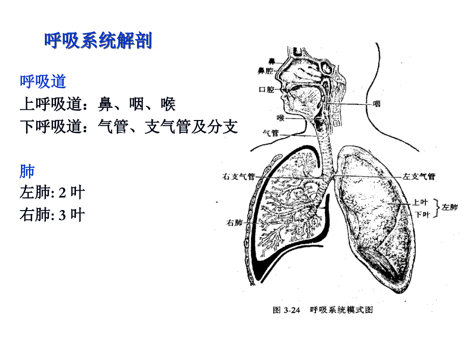 生理学：呼吸生理_第2页