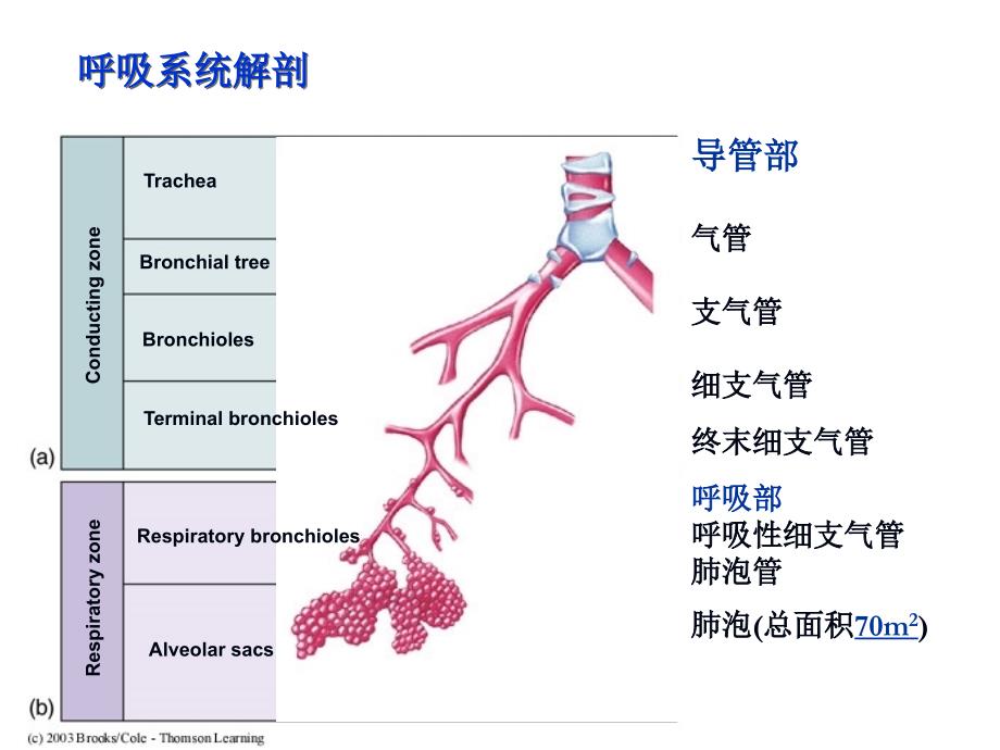 生理学：呼吸生理_第3页