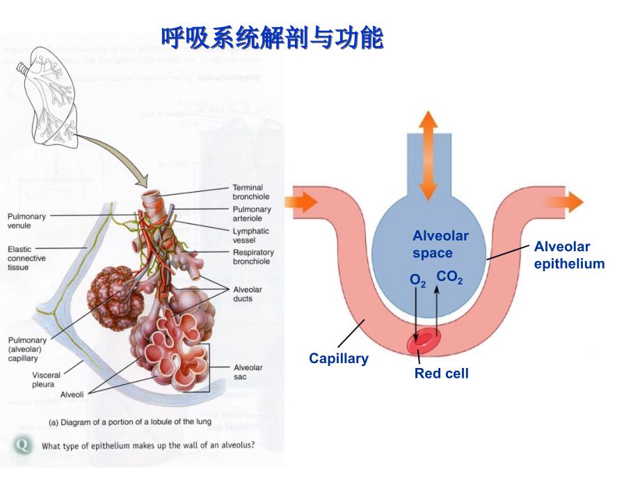 生理学：呼吸生理_第4页