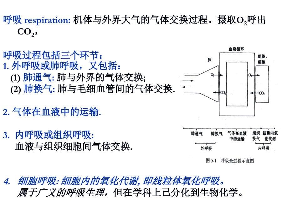 生理学：呼吸生理_第5页