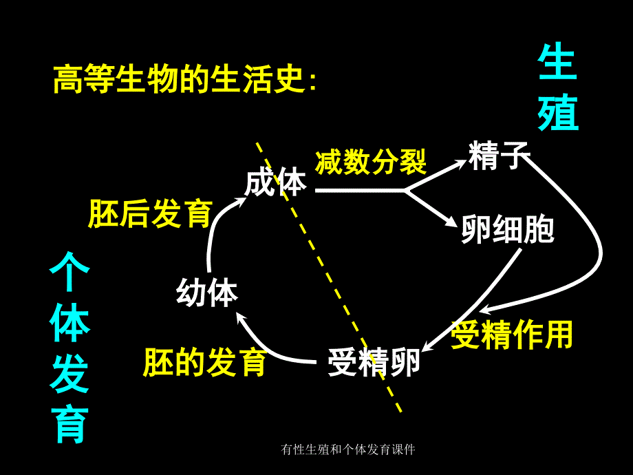 有性和个体发育课件_第2页