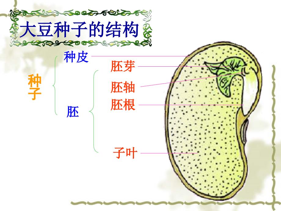 种子的萌发课件_第2页