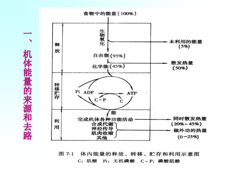 教学课件第七章能量代谢与体温_第2页