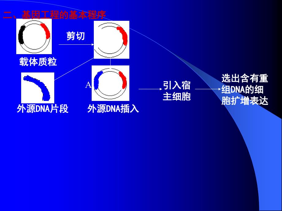 基因工程中常用的工具酶课件_第1页