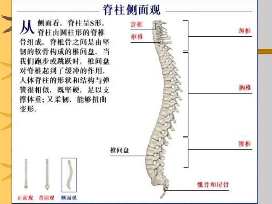 骨关节疾病和痛风_第5页