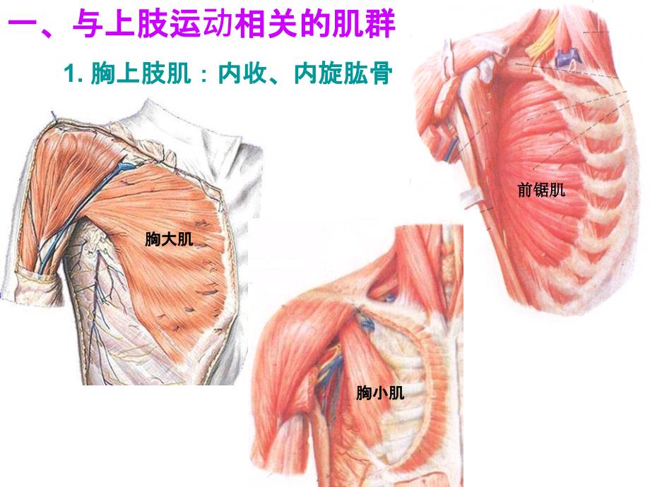 人体解剖学课件：上肢_第3页