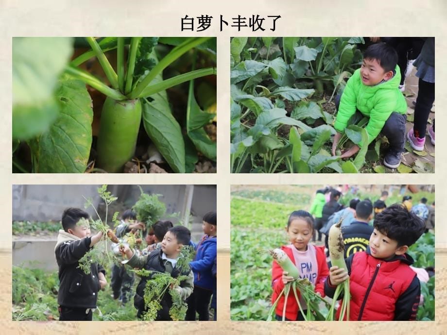 冬日暖阳水果蔬菜变身记_第5页