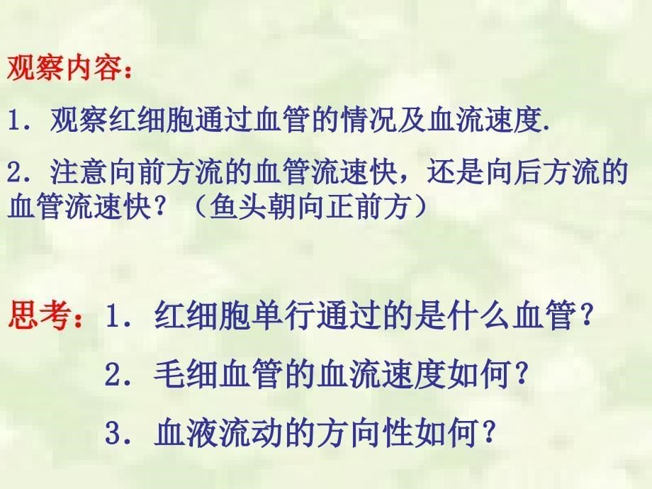 血流的管道血管ppt课件_第5页