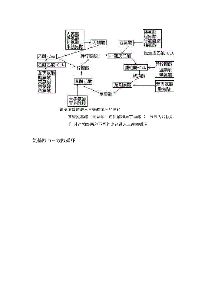 氨基酸与三羧酸循环_第1页