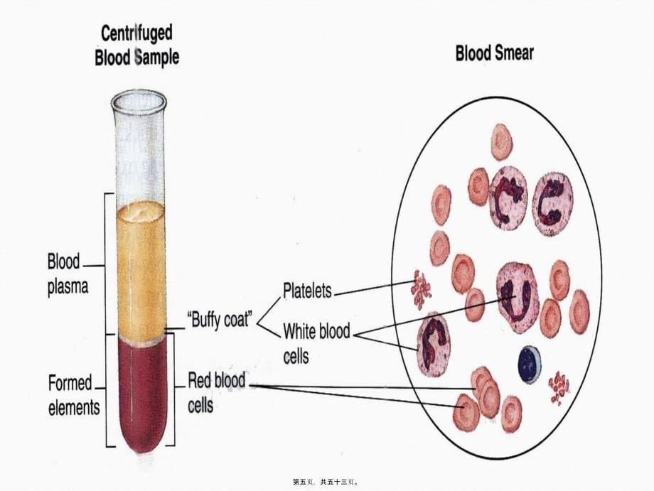 第三篇---血液课件_第5页