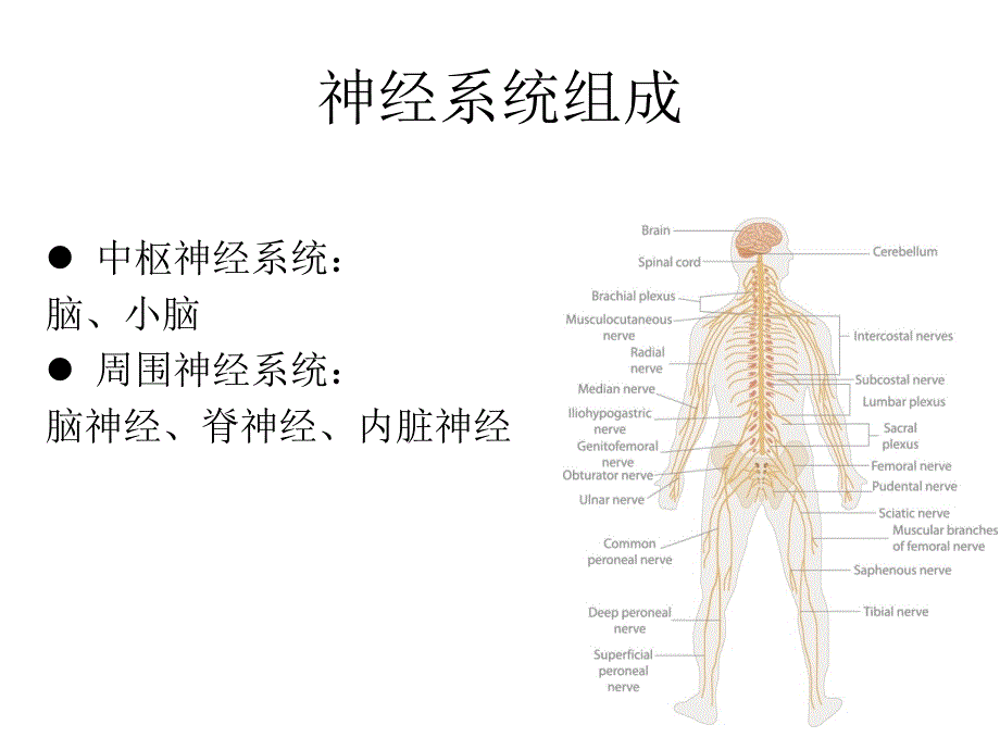 神经系统发育及感觉统合_第4页