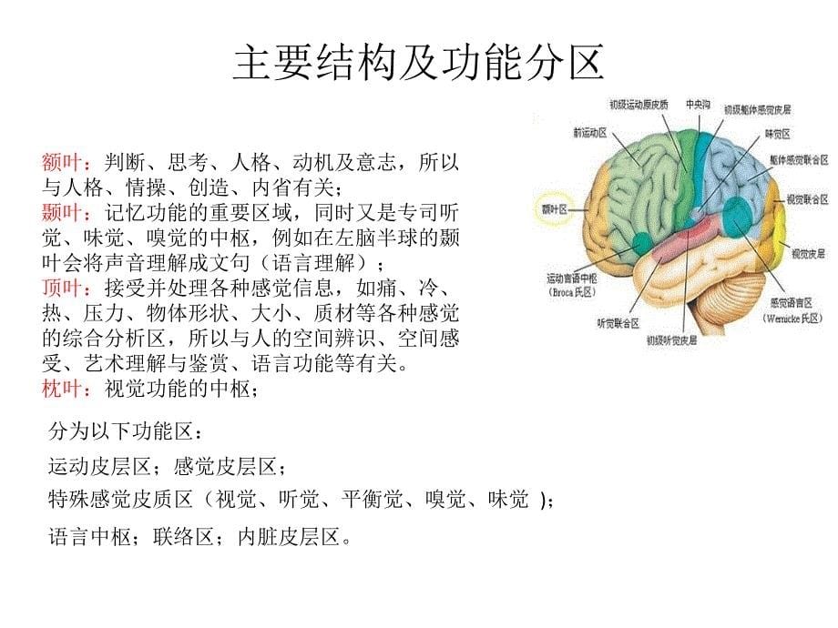 神经系统发育及感觉统合_第5页