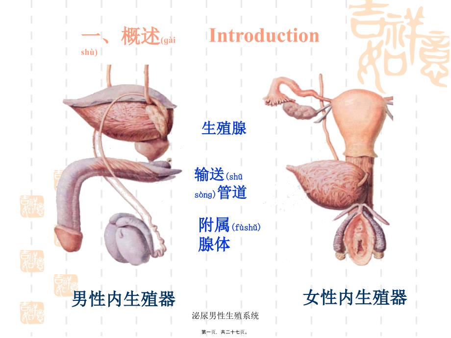 泌尿男性系统课件_第1页