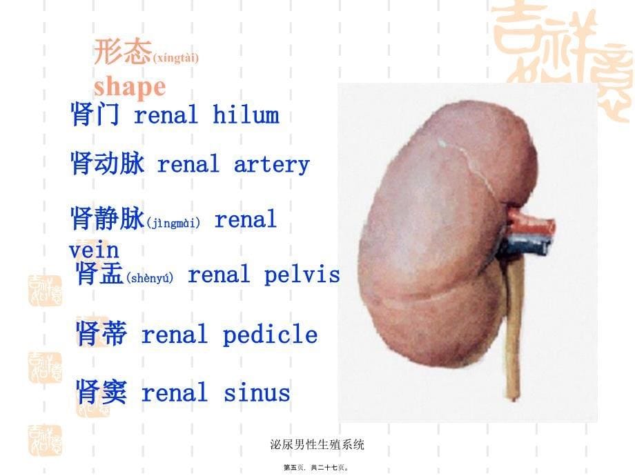 泌尿男性系统课件_第5页