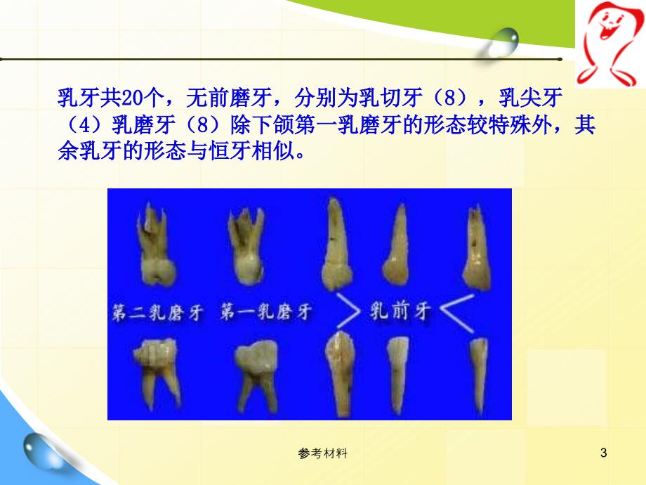 口腔解剖生理学6乳牙的解剖形态内容详析_第3页