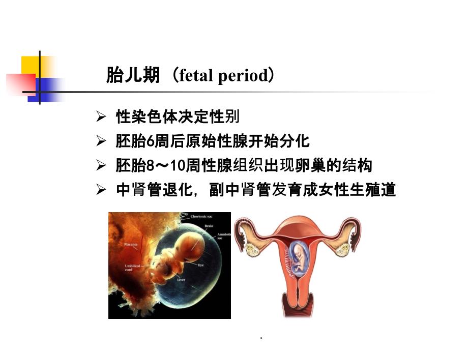 女性内分泌激素基础知识_第3页