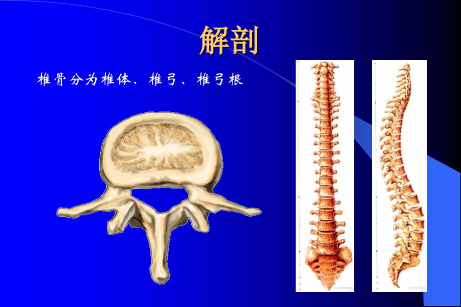 腰椎骨折患者的护理.ppt_第2页