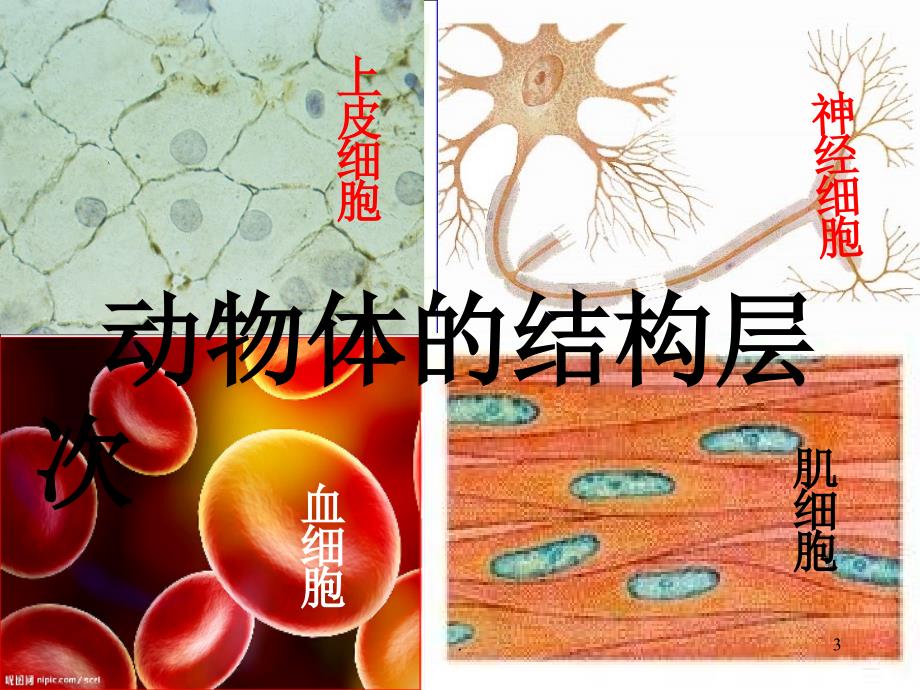 (优质文档)动物体的结构层次PPT演示课件_第3页