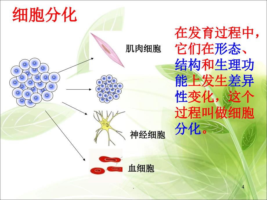 (优质文档)动物体的结构层次PPT演示课件_第4页