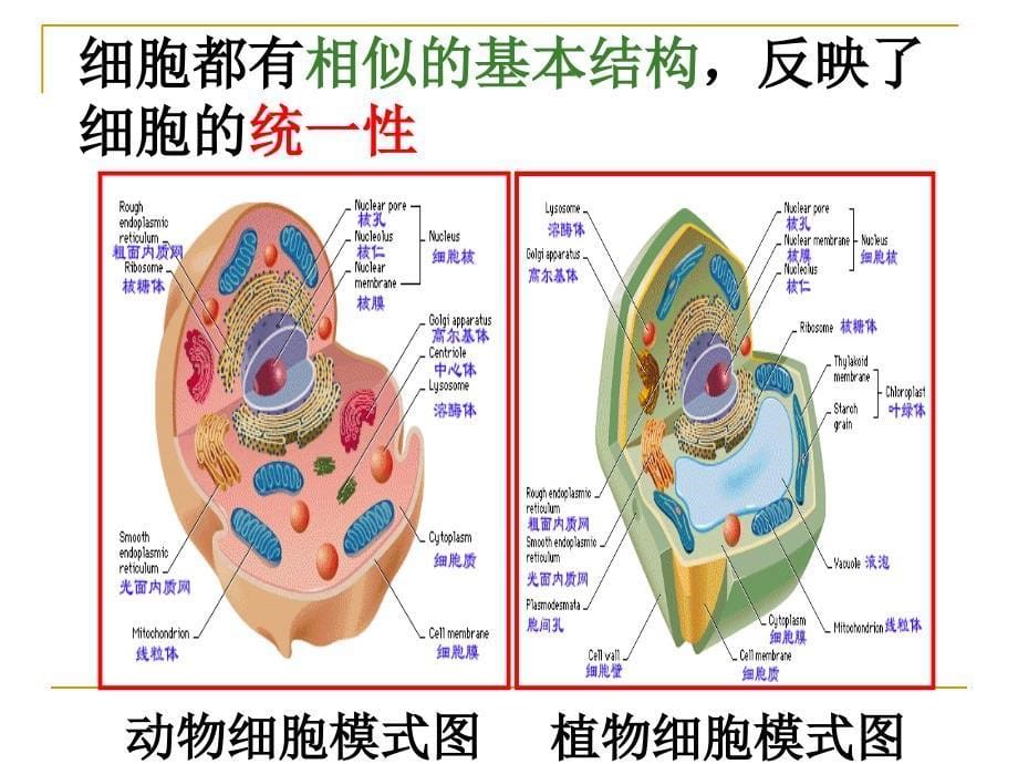 生物必修1人教版12细胞的多样性和统一性（共20张）_第5页