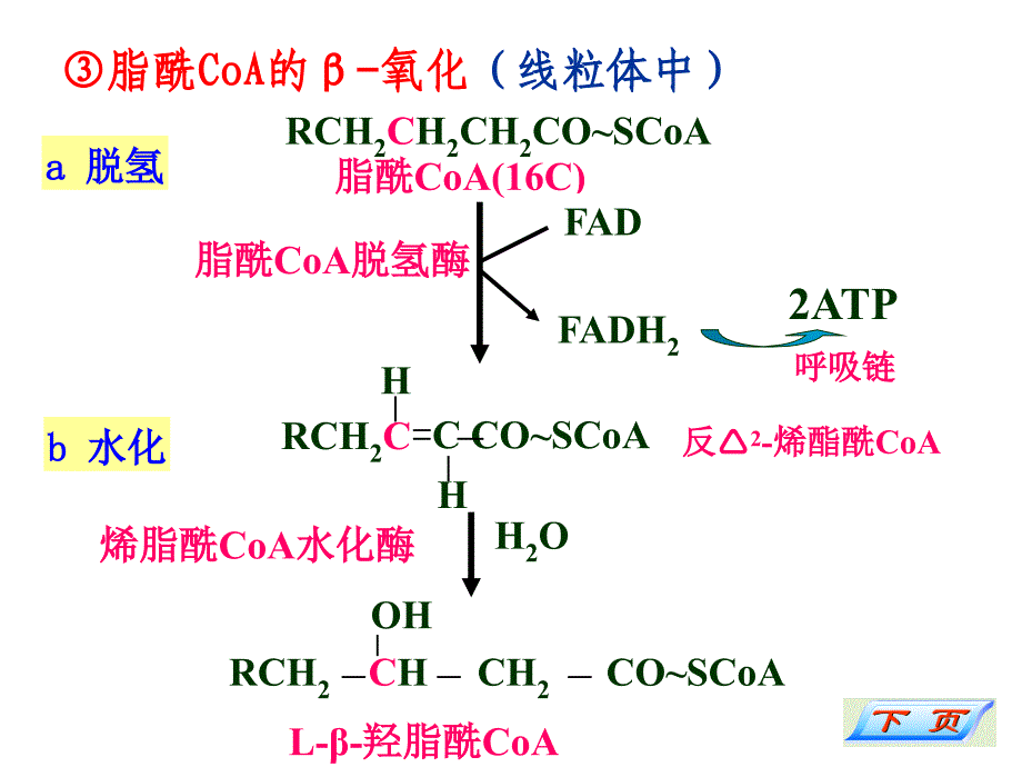 SL脂代谢课件_第4页