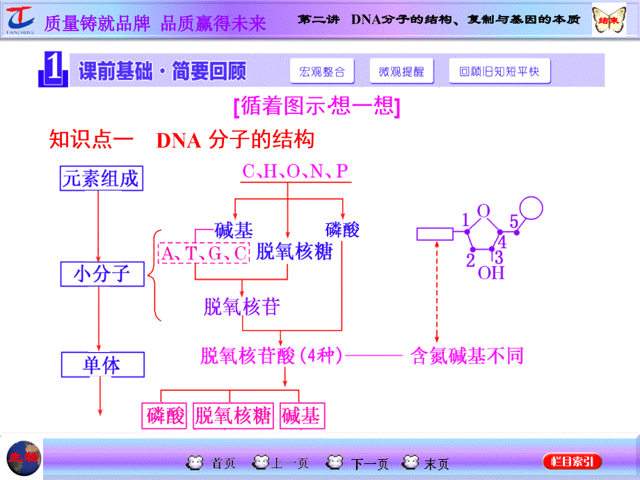 第二讲DNA分子的结构复制与基因的本质_第2页