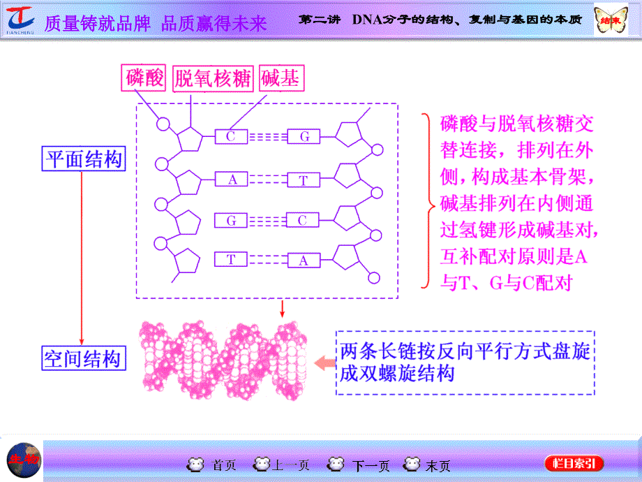 第二讲DNA分子的结构复制与基因的本质_第3页