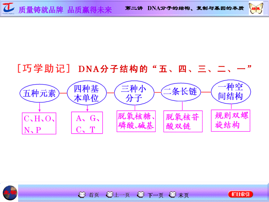 第二讲DNA分子的结构复制与基因的本质_第4页