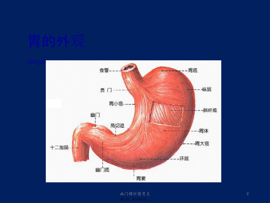 幽门螺杆菌胃炎课件_第2页