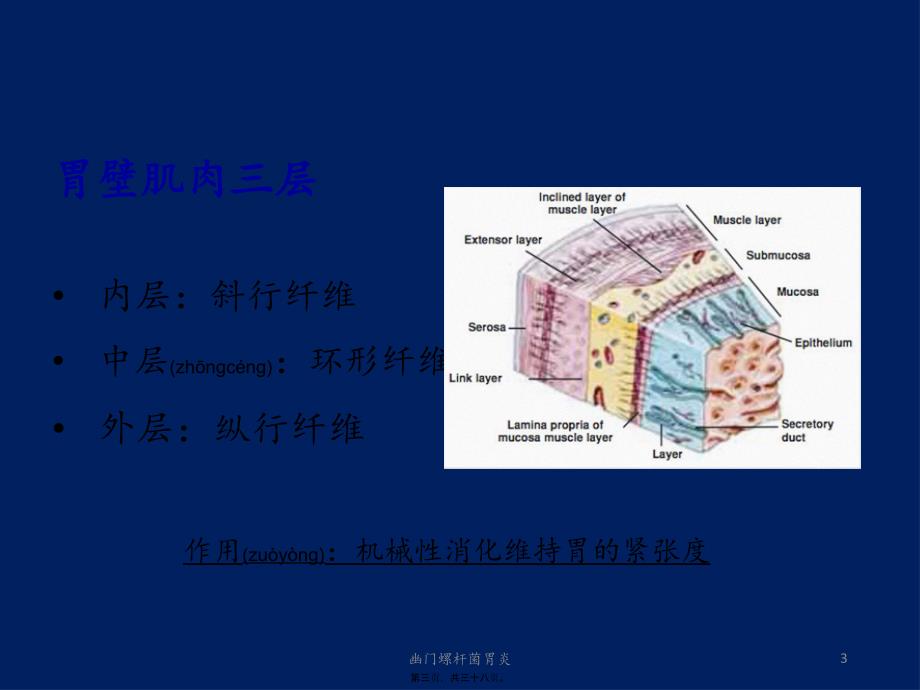 幽门螺杆菌胃炎课件_第3页