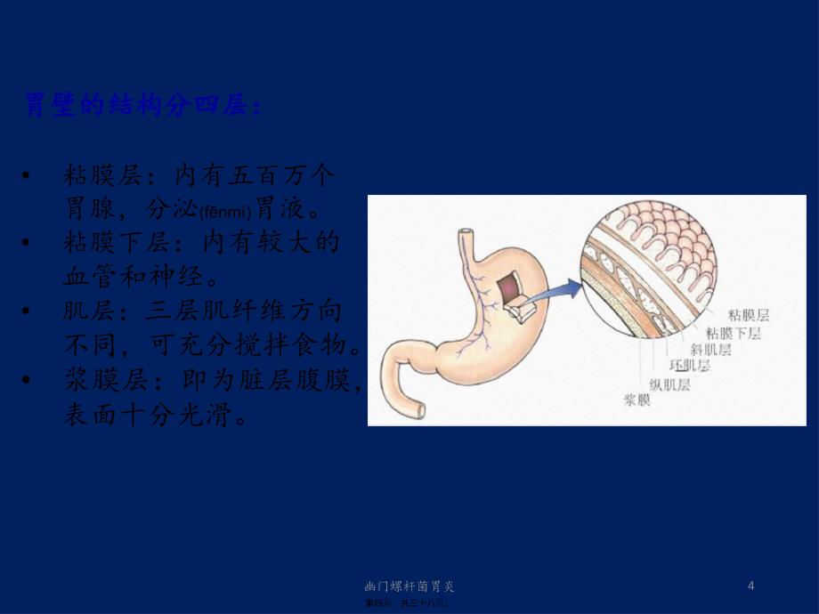 幽门螺杆菌胃炎课件_第4页