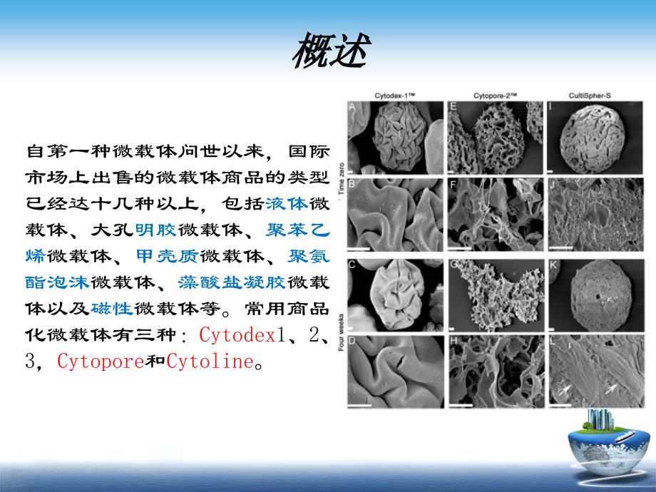 微载体的分类PPT课件_第2页