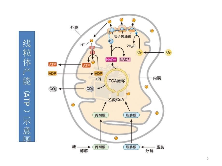 线粒体功能及其相关毒性作用ppt课件_第5页